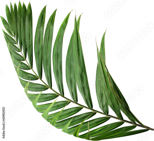 Canvastavla tropical nature green palm leaf on transparent background png file