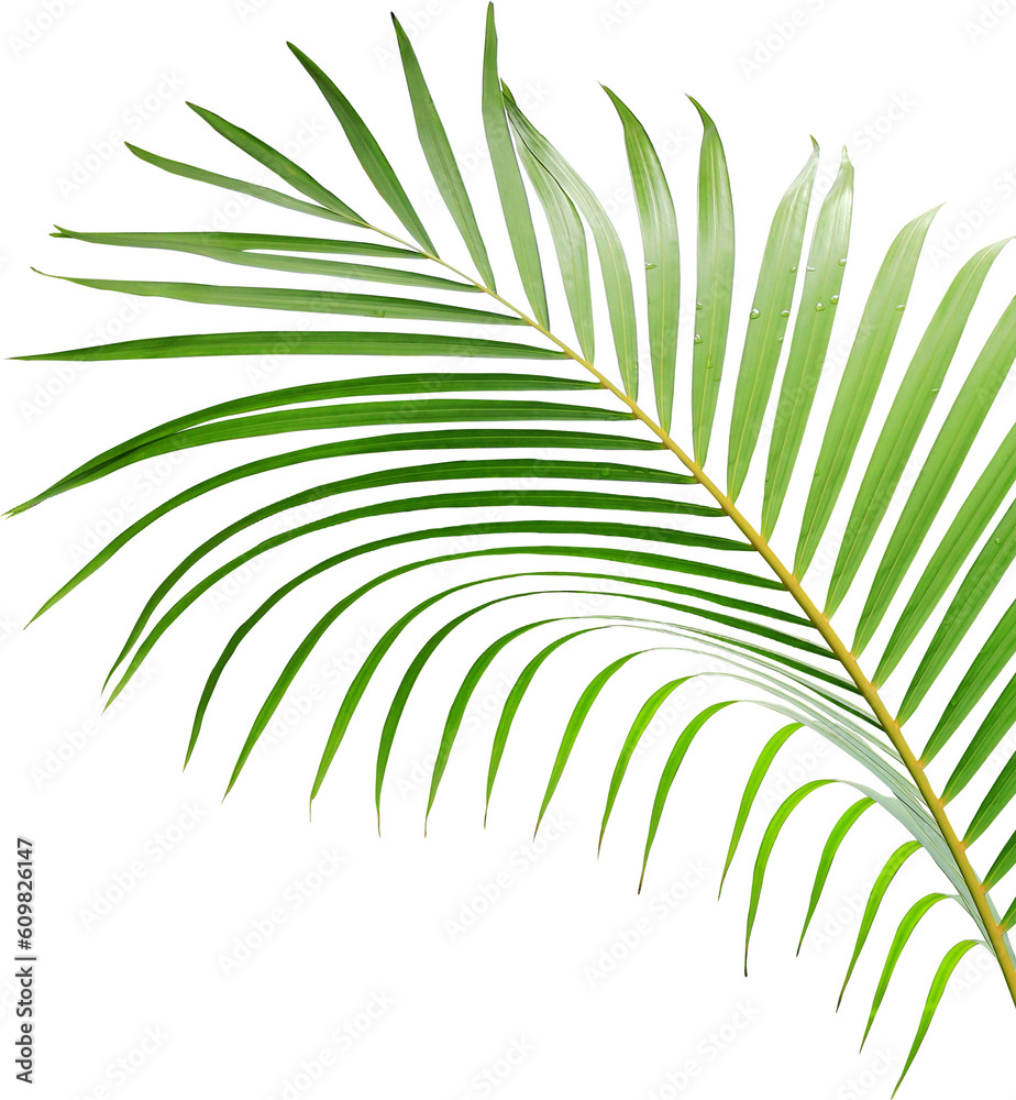 water drop on green leaf of palm tree on transparent background png file water drop on green leaf of palm tree on transparent background png file