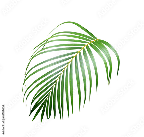 water drop on green leaf of palm tree on transparent background png file photo