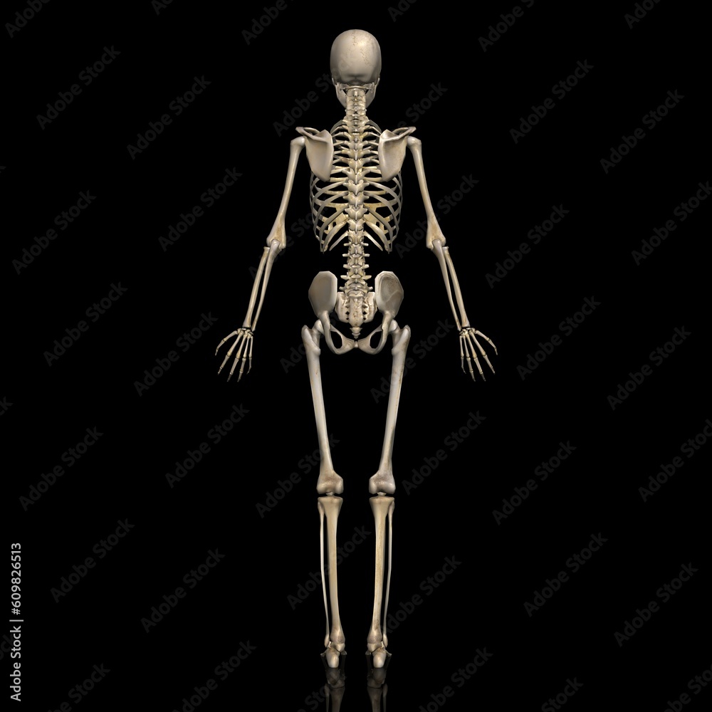 女性の全身骨格図・モデル２・背面から（黒背景）
