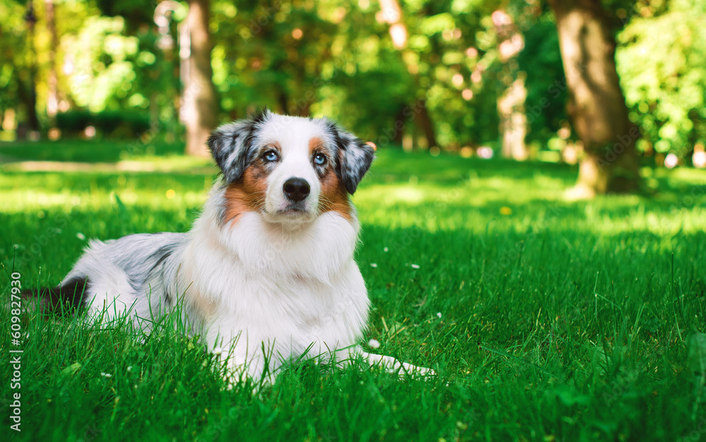 A dog of the Australian Shepherd Aussie breed lies on the green grass on the background of the park. She is 9 months old and looks away with interest. The dog is three-colored and fluffy. A dog of the Australian Shepherd Aussie breed lies on the green grass on the background of the park. She is 9 months old and looks away with interest. The dog is three-colored and fluffy.