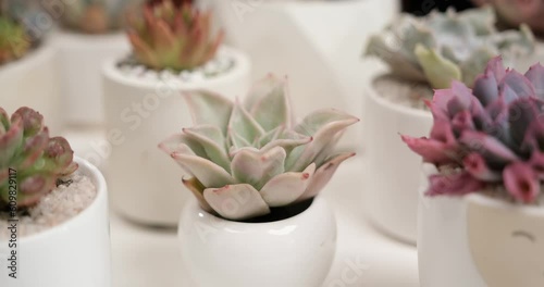 Wallpaper Mural Echeveria Succulent house plant in a pot and other potted house plants on a table Torontodigital.ca