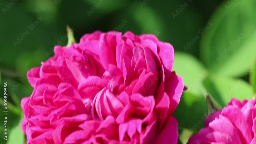 Slow motion video of a serene and relaxing cottage garden scene showing beautiful english roses in summer sunshine.
