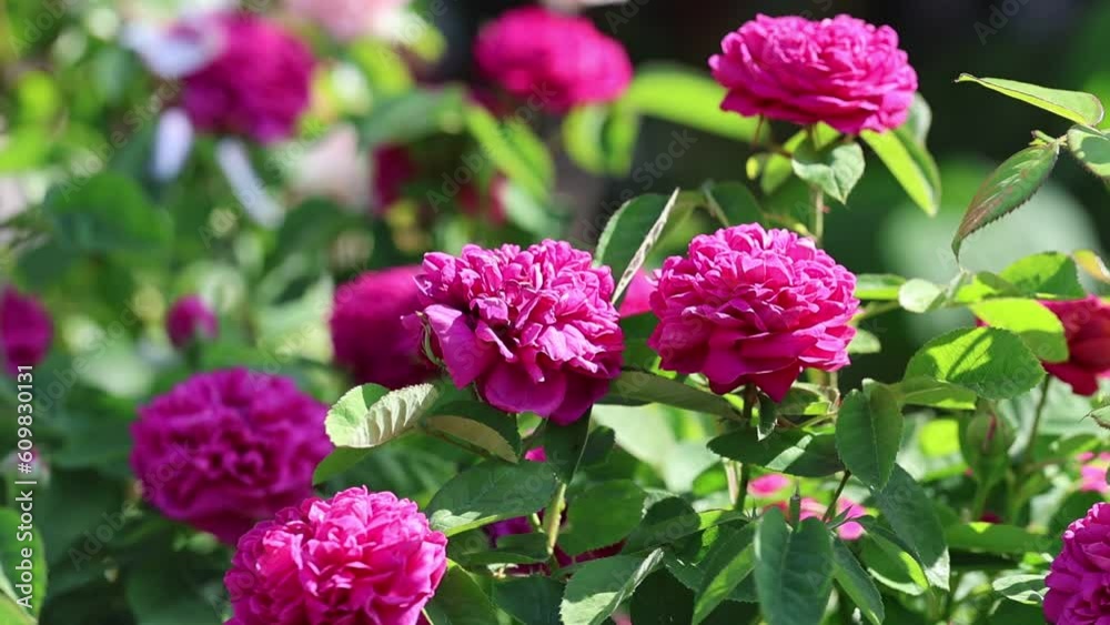 Slow motion video of a serene and relaxing cottage garden scene showing beautiful english roses in summer sunshine. Slow motion video of a serene and relaxing cottage garden scene showing beautiful english roses in summer sunshine.