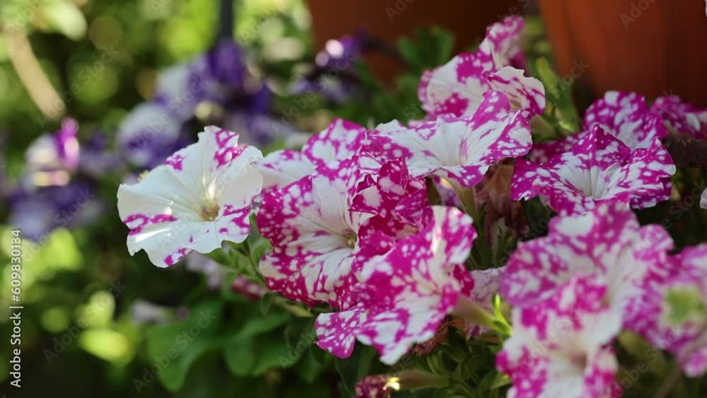 Slow motion video of a serene and relaxing cottage garden scene showing beautiful pink and purple petunia flowers in summer sunshine. Slow motion video of a serene and relaxing cottage garden scene showing beautiful pink and purple petunia flowers in summer sunshine.