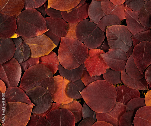 Natural background of fallen leaves