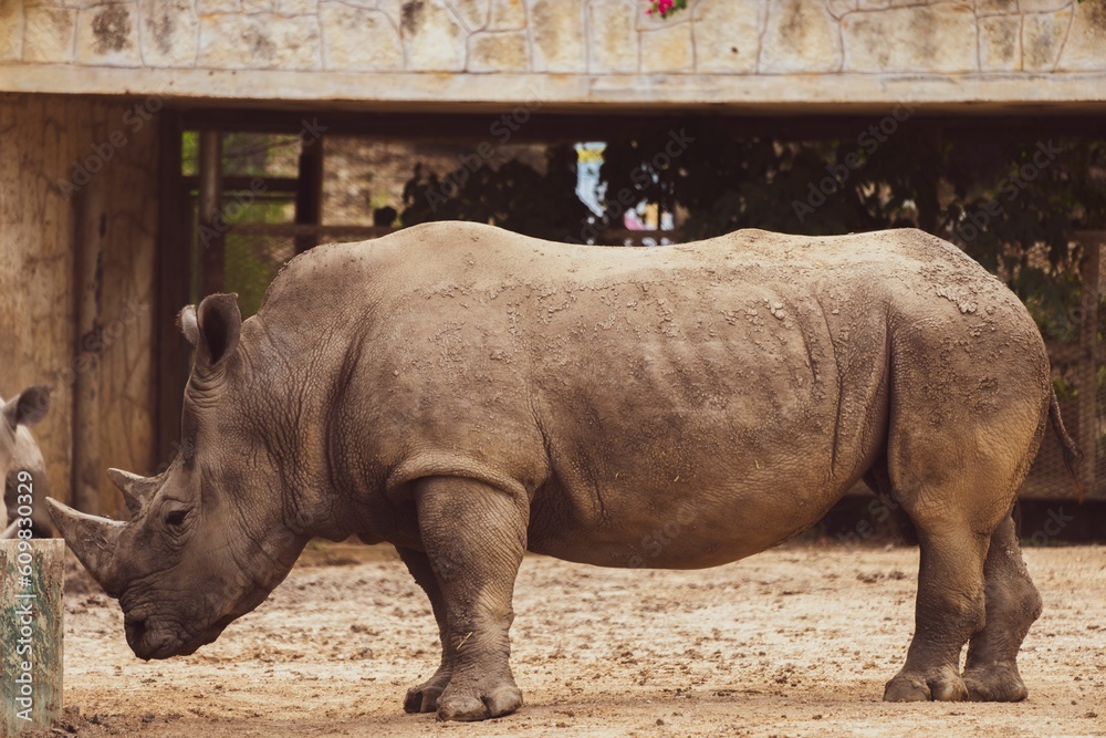 Obraz premium Rhinoceros standing in zoo