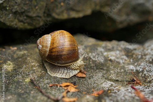 close-up shot of a snail on stone