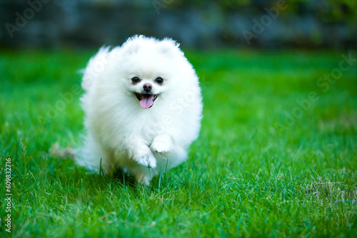 White pomeranian puppy running on green grass