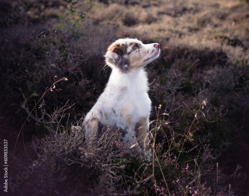 Hund Welpe Australian Shepherd Gesicht Nahaufnahme Wald Abendlicht Sonne Sonnenuntergang Outdoor