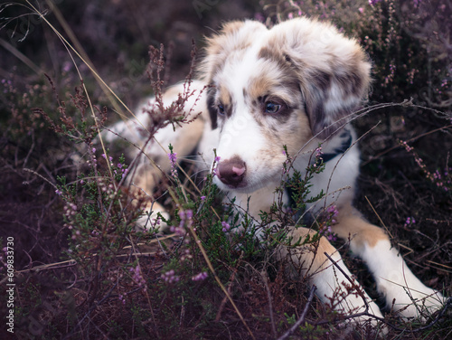 Hund Welpe Australian Shepherd Gesicht Nahaufnahme Wald Abendlicht Sonne Sonnenuntergang Outdoor
