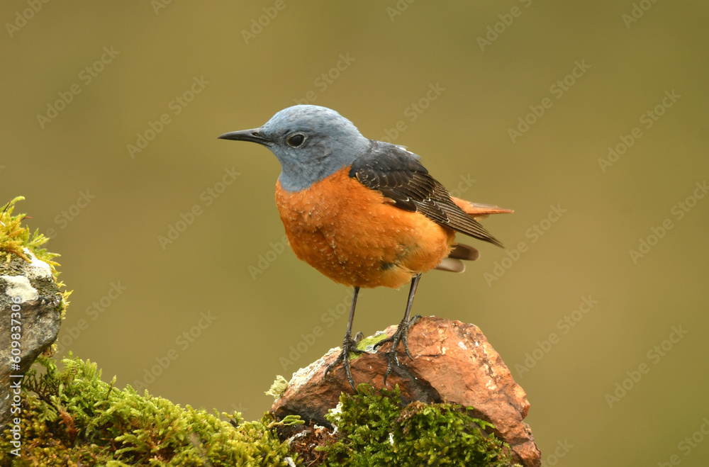 Fototapeta premium roquero rojo en la montaña en primavera