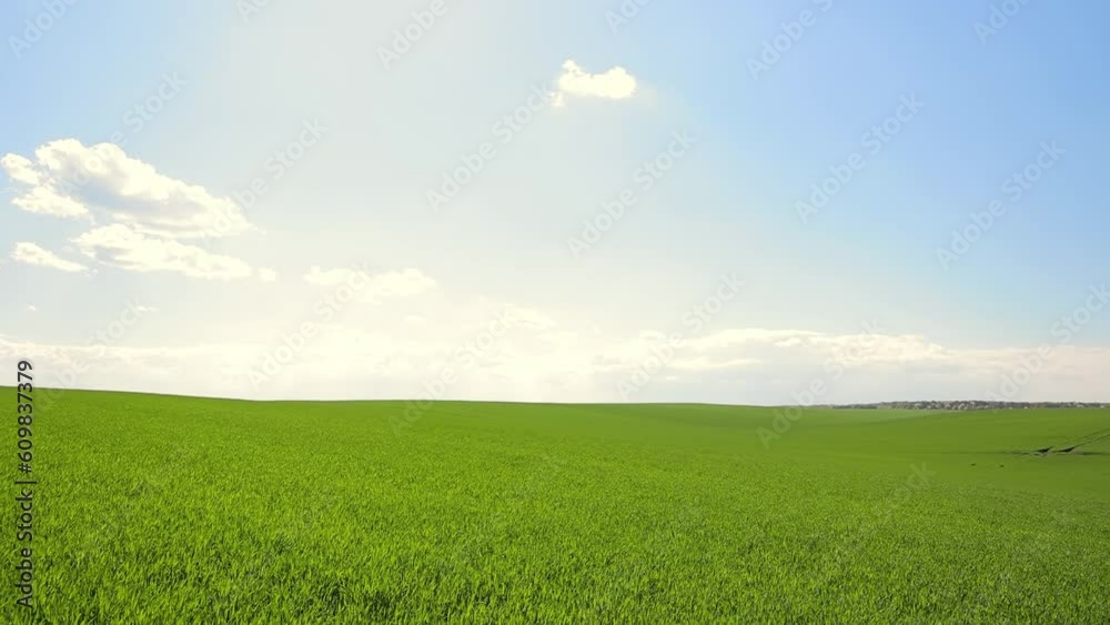 Nature and landscape of the field. Green field and blue sky. Agricultural landscape, rich green wheat field and blue sky with clouds. Nature and landscape of the field. Green field and blue sky. Agricultural landscape, rich green wheat field and blue sky with clouds.