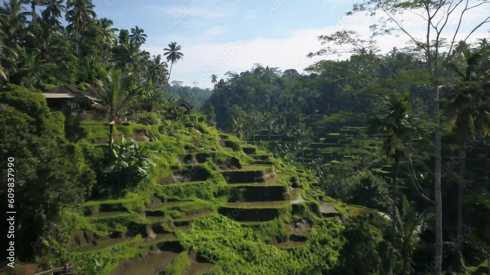 Ubud Bali Indo aerial cinematic drone paddies rice terrace field campuhan ridge walk Bali Indonesia Denpasar green layer Kuta jungle birds flying landscape sunrise morning slowly forward movement Ubud Bali Indo aerial cinematic drone paddies rice terrace field campuhan ridge walk Bali Indonesia Denpasar green layer Kuta jungle birds flying landscape sunrise morning slowly forward movement