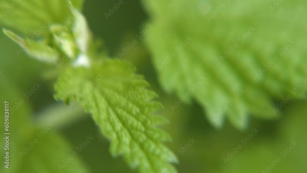 Macro Close Up of Green Stinging Nettles Showing Stinger Leaf and Stem