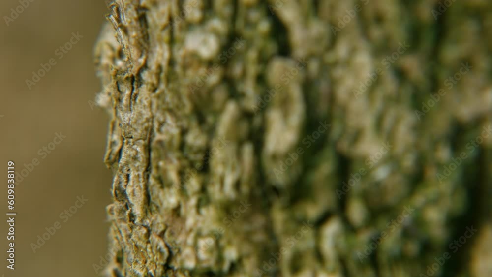 Macro Close Up of Rough Tree Bark Texture Macro Close Up of Rough Tree Bark Texture