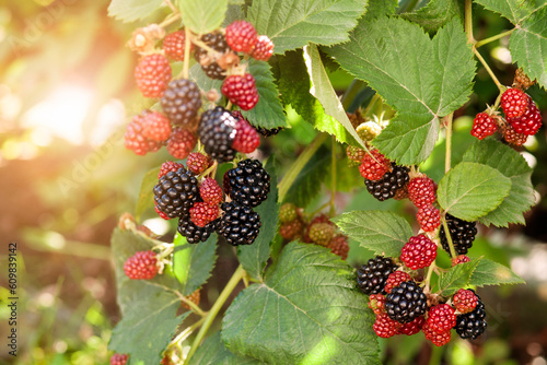 Blackberry Fruits Ripening. Blackberries Bush in Garden with Sun Light. Blackberry Harvest concept.