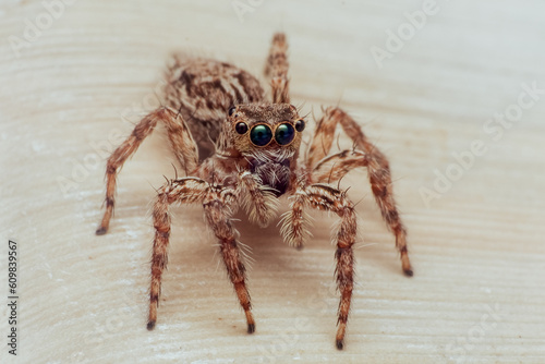 macro Close up of jump spider