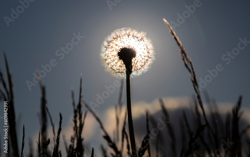 A dandelion head with seeds in the sunlight