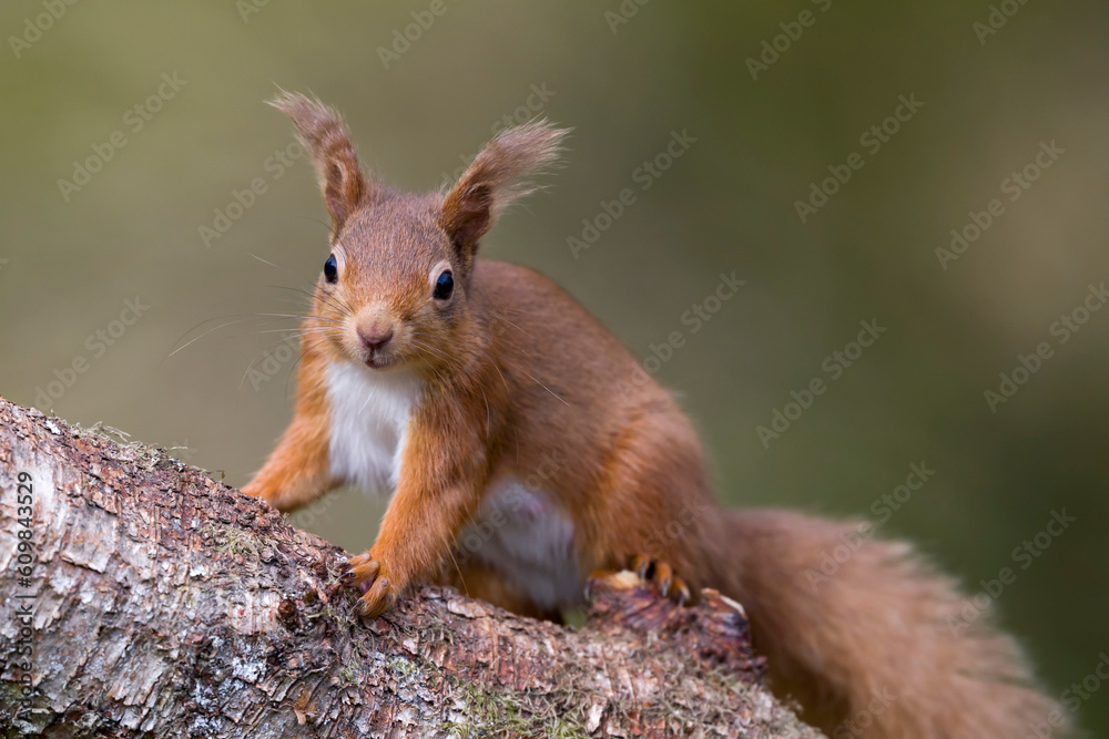 Red squirrel sitting on tree branch Red squirrel sitting on tree branch