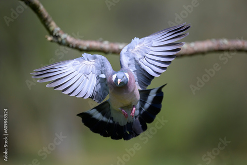Pigeon flapping wings in front of branch photo