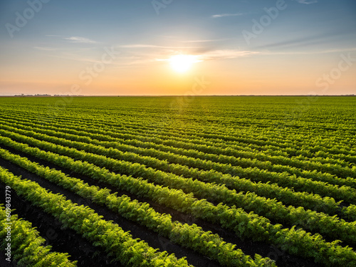 Vast carrot field at sunset