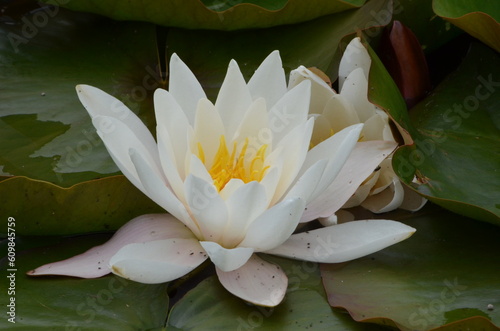 white water lily