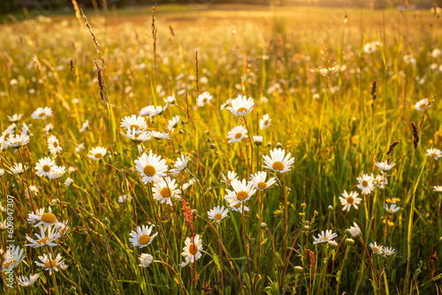 Meadow scene in midsummer with blooming daisies in golden hour in June in Latvia