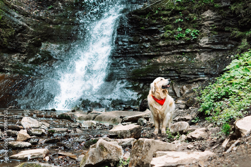 A golden retriever in a red bandana stands at the foot of a waterfall in the mountains and looks away. Carpathians