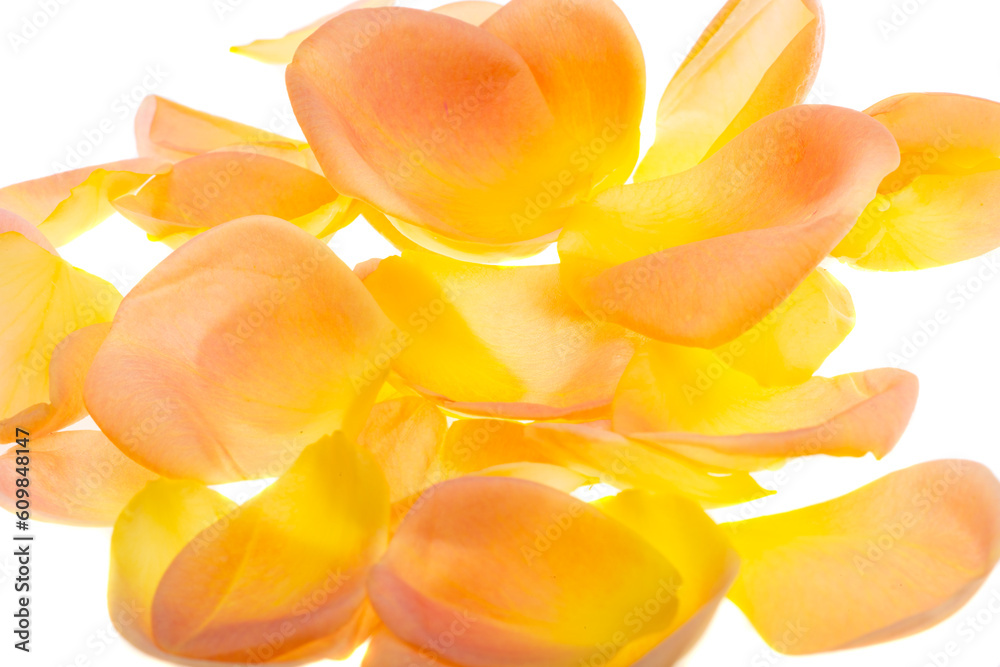 yellow rose petals isolated