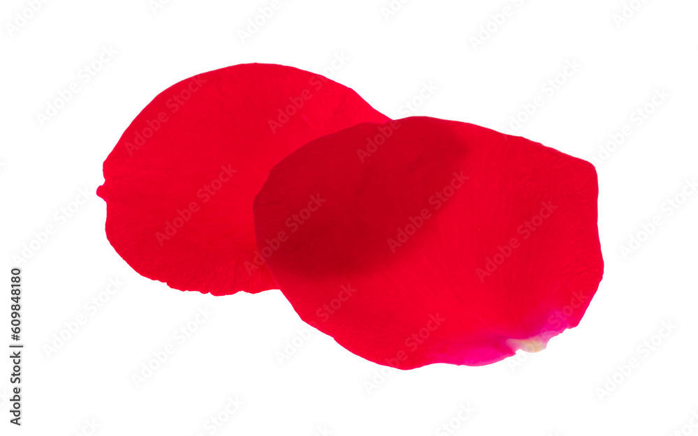 red rose petals isolated red rose petals isolated