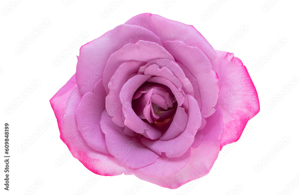 lilac rose isolated lilac rose isolated