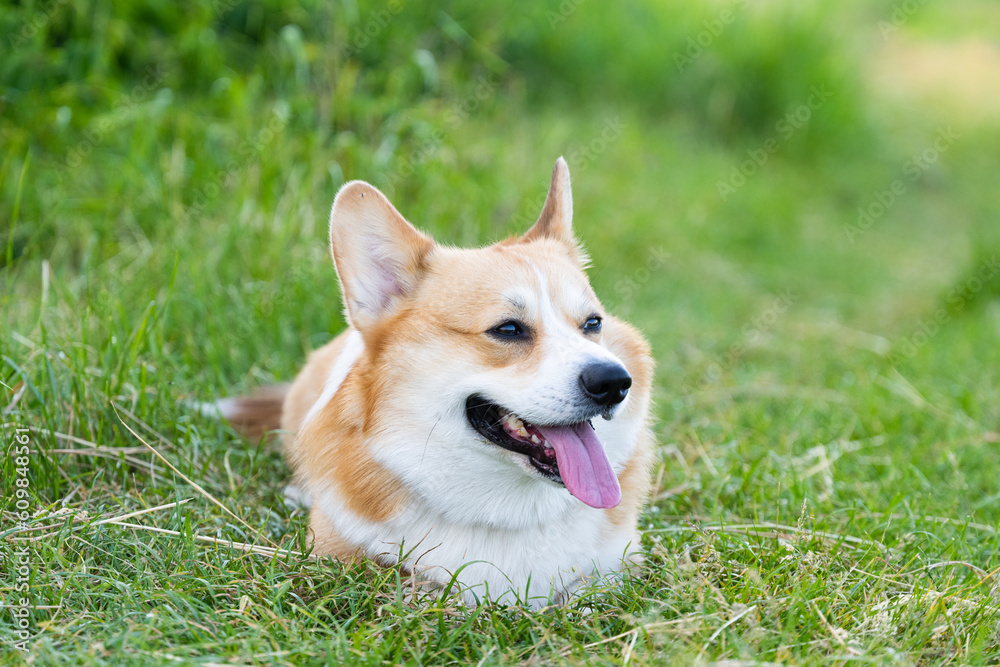 welsh corgi portrait in nature