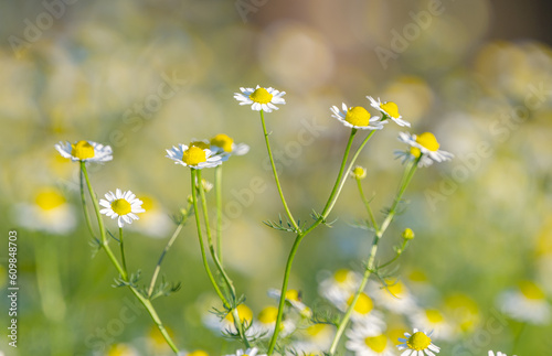 summer landscape on a meadow of medicinal daisies