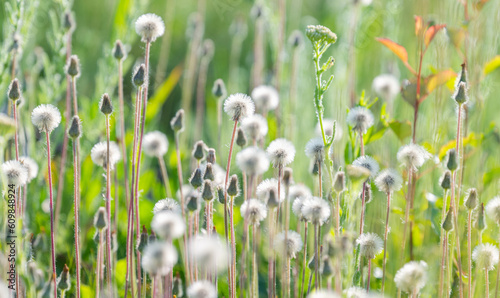 summer landscape in the meadow