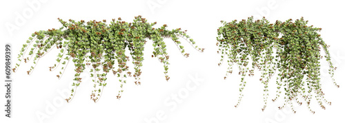 Foto Creeper isolated in 3d rendering. Beauty plant