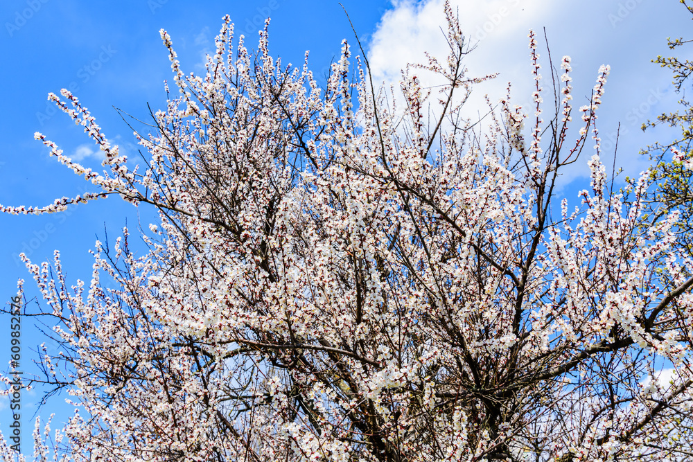 Branches of the blossoming apricot tree on spring Branches of the blossoming apricot tree on spring