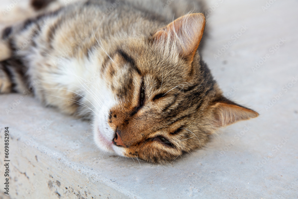 Cat half sleeps on street white wall. Outdoors close up portrait of kitty, Cyclades island Greece. Cat half sleeps on street white wall. Outdoors close up portrait of kitty, Cyclades island Greece.