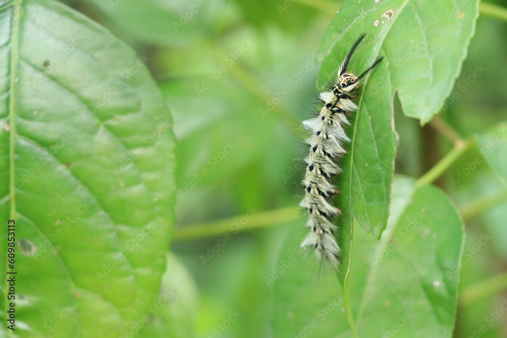 The larva of Trabala Vishnou guttata 