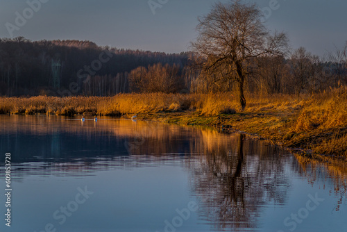 Drzewo nad jeziorem