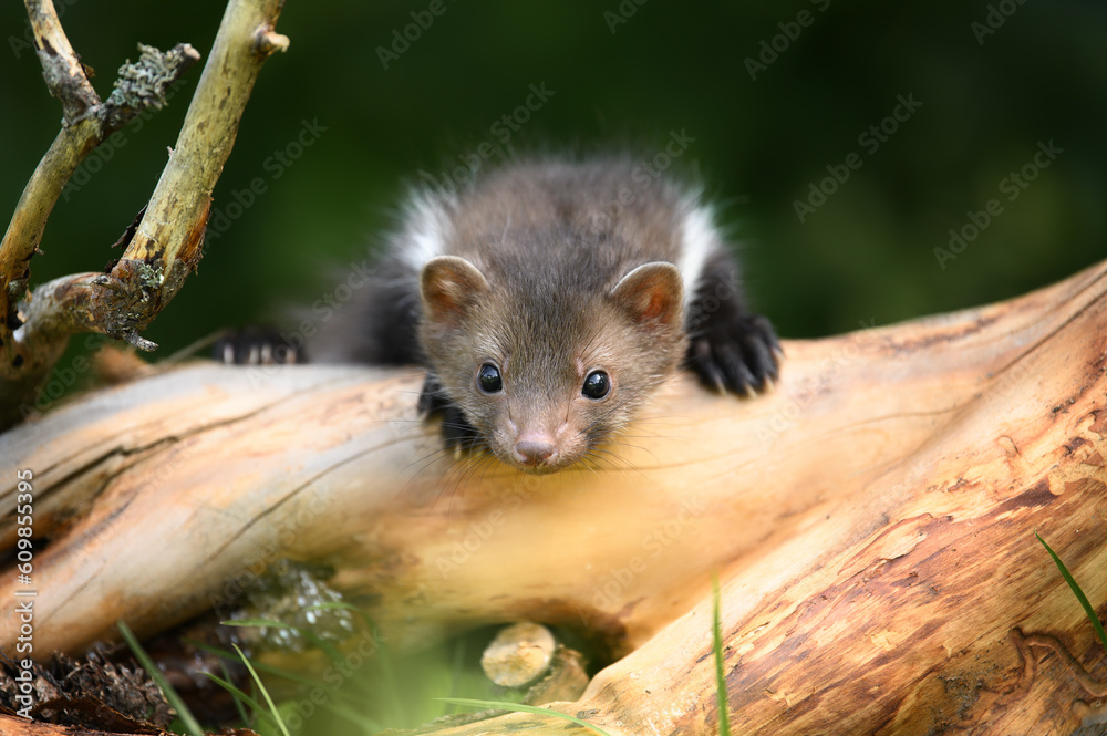 curious beech marten kit posing on fallen tree curious beech marten kit posing on fallen tree