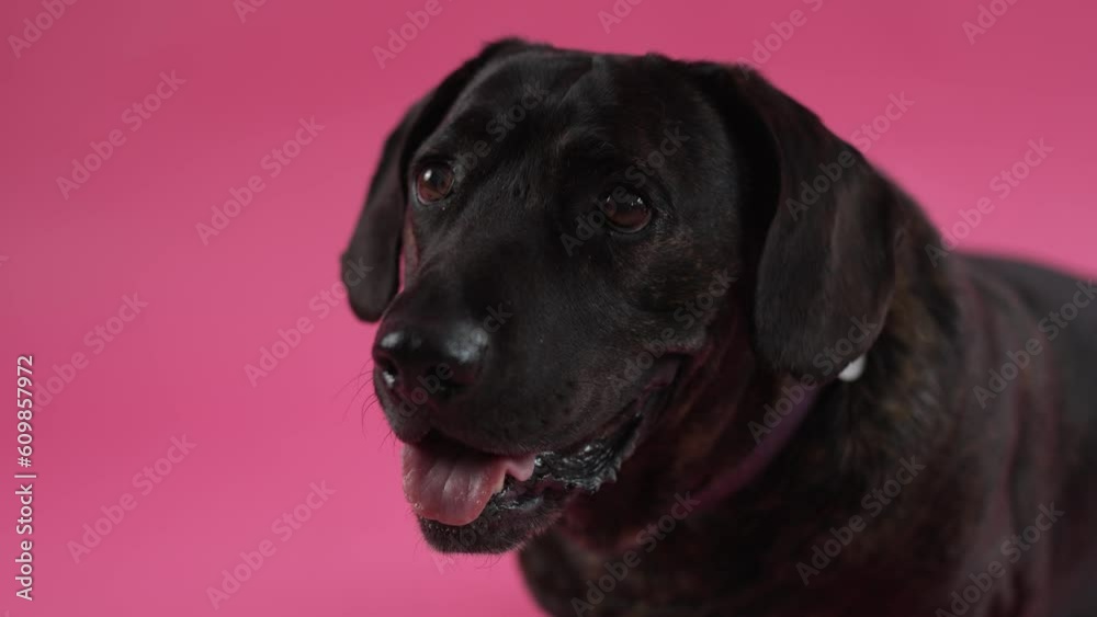 Closeup of adorable attentive brown brindle dachshund dog sitting on floor and looking away against pink background slow motion Closeup of adorable attentive brown brindle dachshund dog sitting on floor and looking away against pink background slow motion