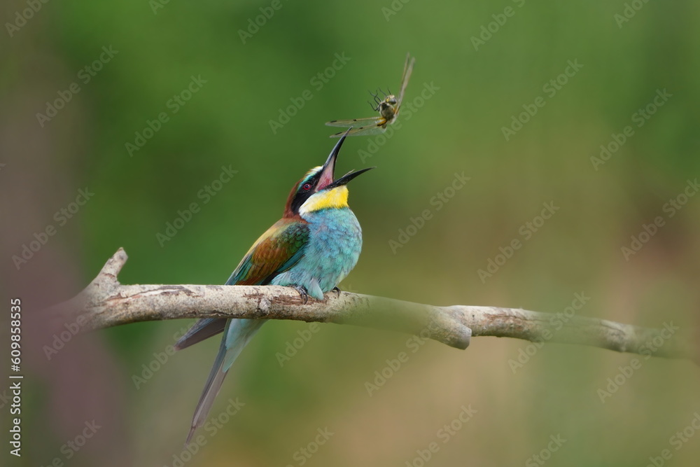 The bee-eater and dragonfly. The bee-eater sits on a branch and throws up a dragonfly. Merops apiaster The bee-eater and dragonfly. The bee-eater sits on a branch and throws up a dragonfly. Merops apiaster