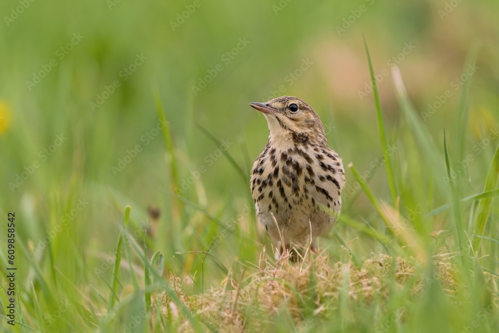 A tree pipit sitting on the meadow. Anthus trivialis. Wildlife scene with a songbird. A tree pipit sitting on the meadow. Anthus trivialis. Wildlife scene with a songbird.