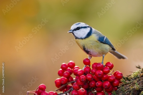 A blue tit eats rowan berries. Song bird in the nature habitat. Cyanistes caeruleus © Monikasurzin