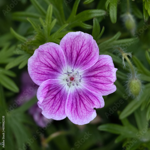 Closeup of a single flower of Geranium 'Elke' in a garden in early summer © Chris Lawrence