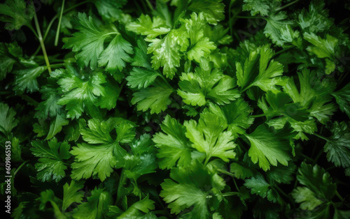 Organic coriander leaves background, Generative AI