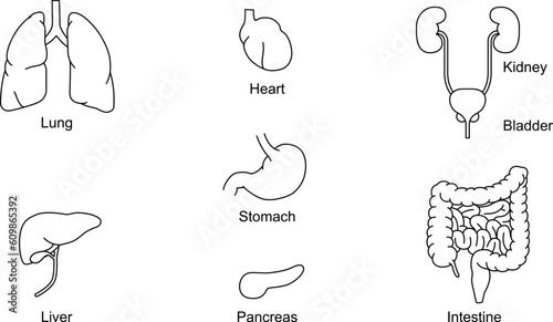 人体の内臓イラスト（胃、腸、肺、肝臓、膵臓、心臓）
