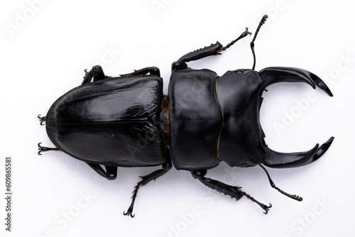 オオクワガタのオスの白背景写真