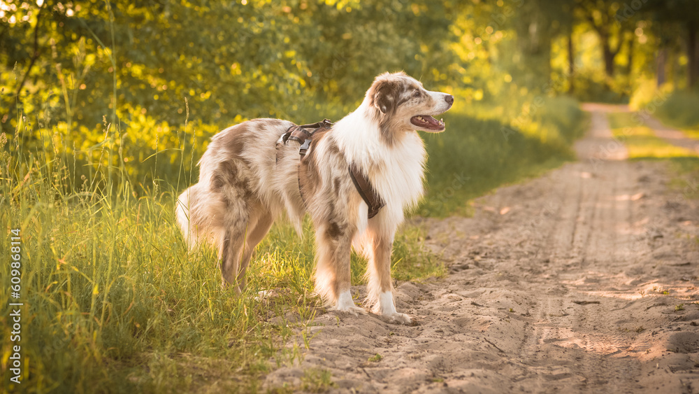 Hund Australian Shepherd Gesicht Nahaufnahme Wald Abendlicht Sonne Sonnenuntergang Outdoor	